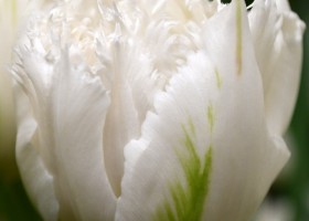 Tulipa White Magic ® (4)